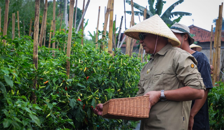 Pj Wali Kota Cimahi, Dicky Saromi sedang melakukan panen cabai perdana di Kebun Kelompok Lebak Saat, Kelurahan Cipageran