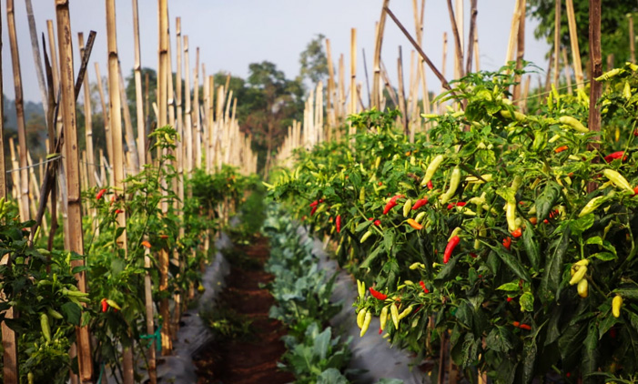 Suasana pohon cabai yang siap panen di Kebun Kelompok Lebak Saat, Kelurahan Cipageran, Kota Cimahi, Rabu (03/04/2024). 