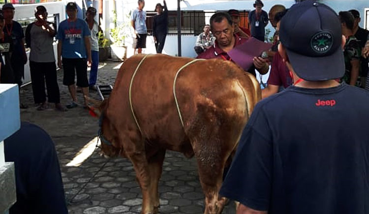 Sapi kurban warga Perumahan Bina Karya Dua Cimekar, Kabupaten Bandung yang siap disembelih - (Sumber: Ilham MS/BJN) 