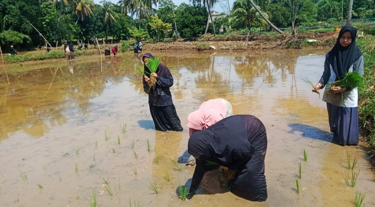 Kegiatan menanam padi para santri - (Sumber: N. Salbiah/BJN)