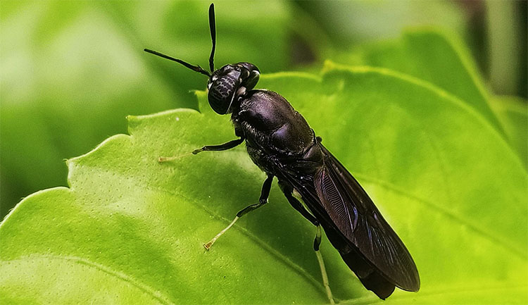 Lalat Black Soldier Fly (BSF)