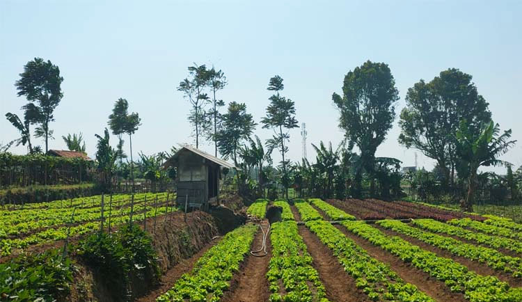 Lahan tanah milik ahli waris waris Raden Pertimah Rosmaja binti Martapura yang terletak di Persil 108 A, Kp. Cisintok, Desa Cihanjuang, Kec. Parongpong, Kab. Bandung Barat – (Sumber: JH/BJN)