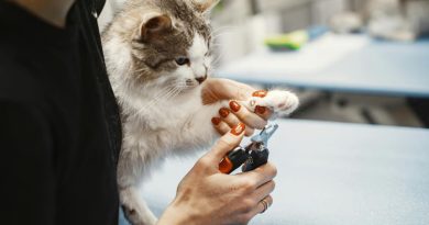 Tips Memotong Kuku Kucing Tanpa Drama