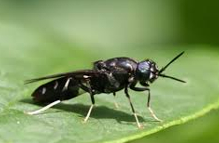 lalat Black Soldier Fly (BSF) atau Hermetia illucens